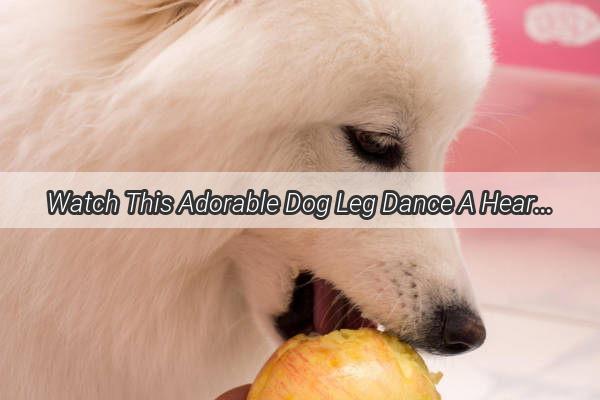 Watch This Adorable Dog Leg Dance A Heartwarming Viral Sensation